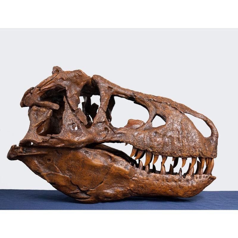 Master Replicas T-Rex Skull Half Scale Smithsonian Fossil Replica - 28 Inches
