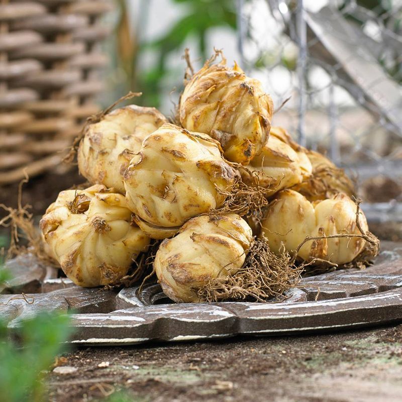 Set of 5 Lilies Regale Bulbs - Van Zyverden