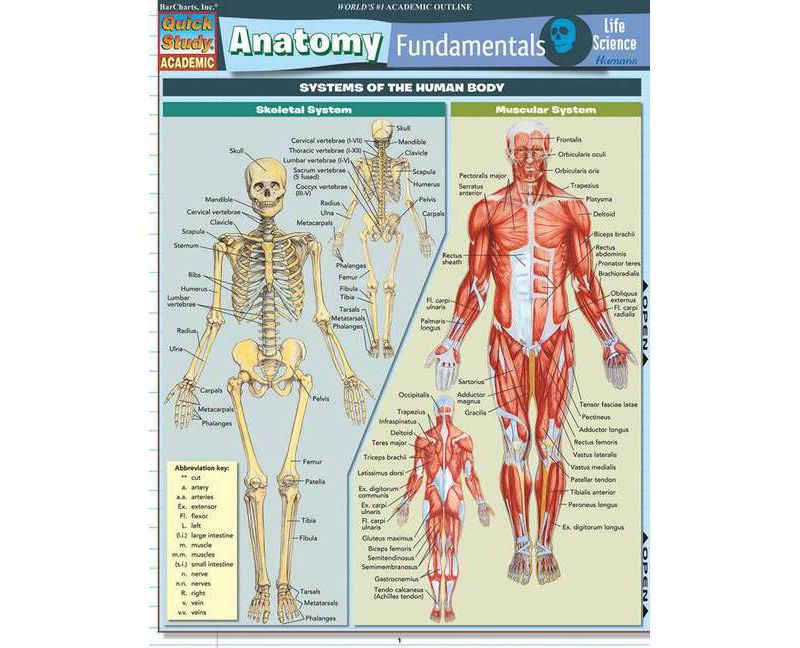 Anatomy Fundamentals: Life Science - (Quickstudy: Academic) by  Vincent Perez (Poster)