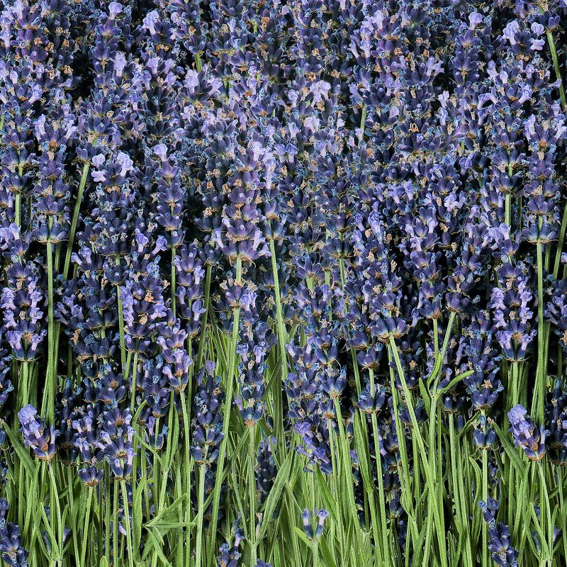 Wahl Color Pro Plus Clipper