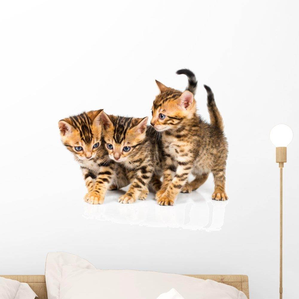 Wallmonkeys Three Bengal Kittens with Wall Decal Peel and Stick Animal Graphics (18 in W x 16 in H) WM237215