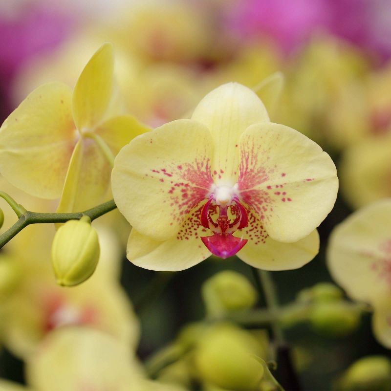 Just Add Ice 5" Yellow Orchid in Ceramic