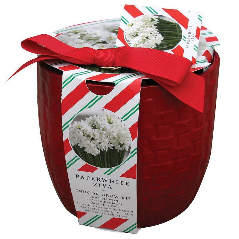 Paperwhite Ziva Kit with Farm House Red Basket Weave Ceramic Planter - Van Zyverden