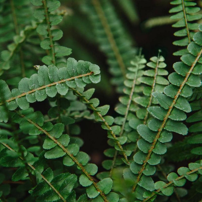 3pc Lemon Button Fern - National Plant Network