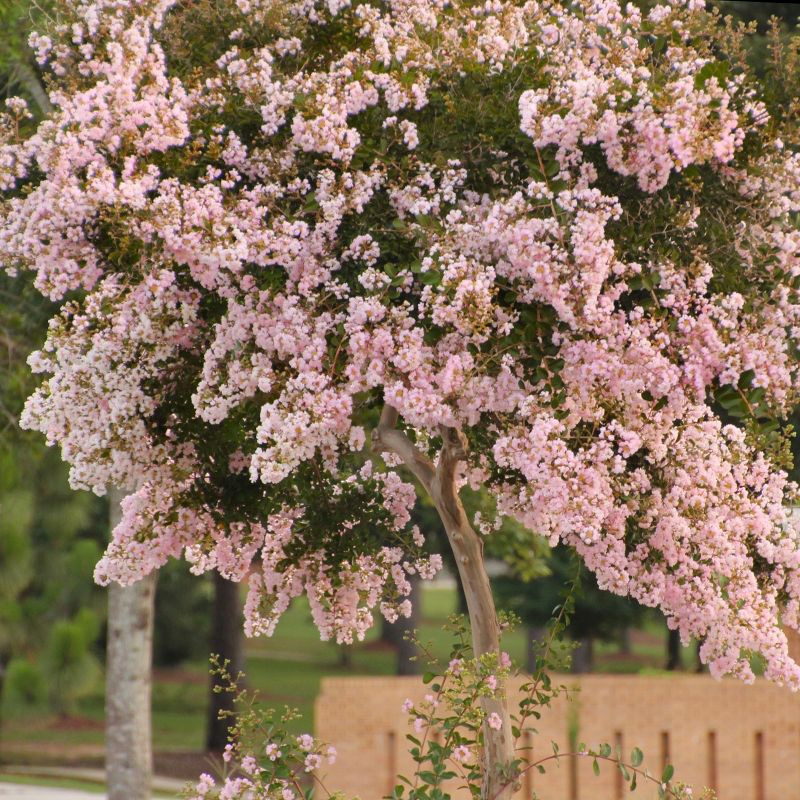 Black Diamond 1pc Crape Myrtle Blush - National Plant Network