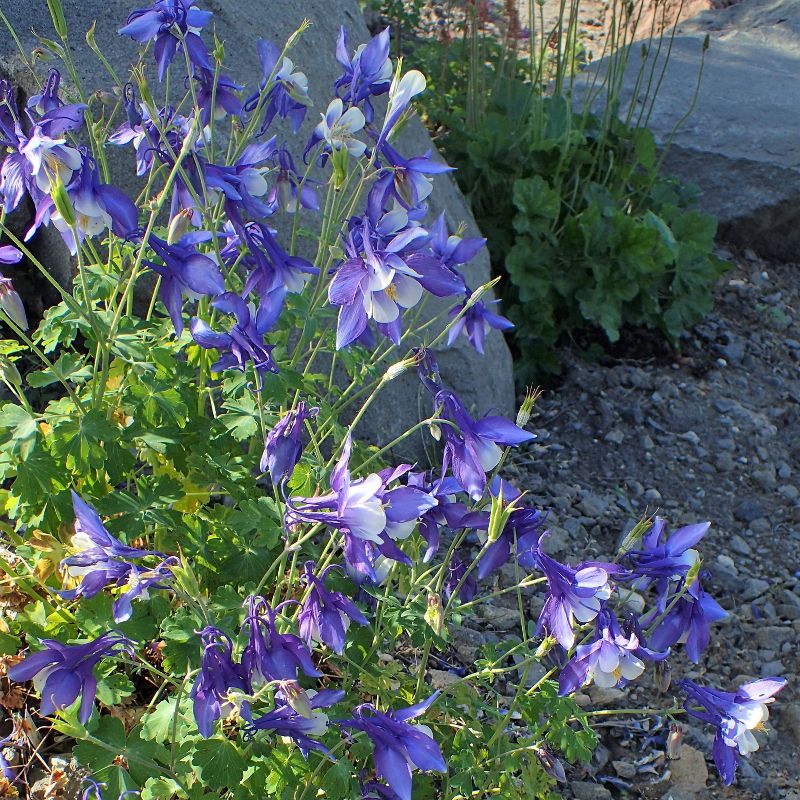 2pk Rocky Mountain Columbine Seed Grow Kit - The Jonsteen Company