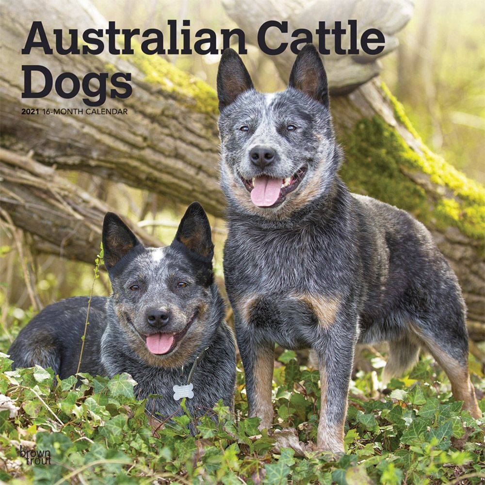 BrownTrout,  Australian Cattle Dogs Wall Calendar 2021