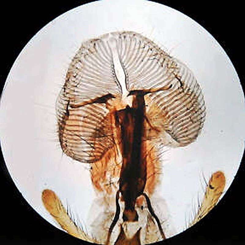 SE305RPLED ForwardMounted Binocular Stereo Microscope WF10x Eyepieces 10X and 30X Magnification 1X and 3X Objectives Upper and Lower LED Lighting Reversible BlackWhite Stage Plate Pillar Stand 120V o