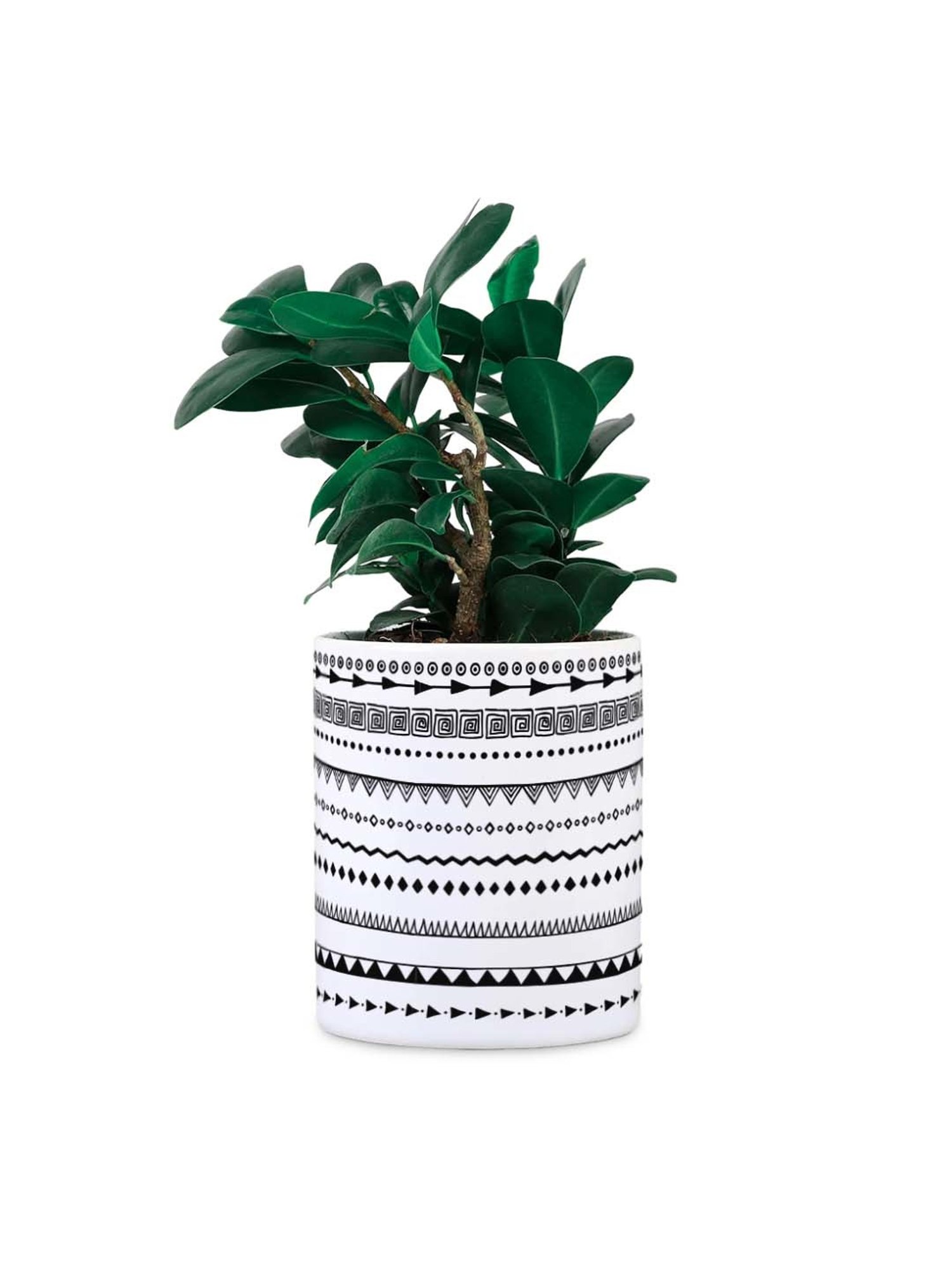 Gathari White & Black Ceramic Desk Planter
