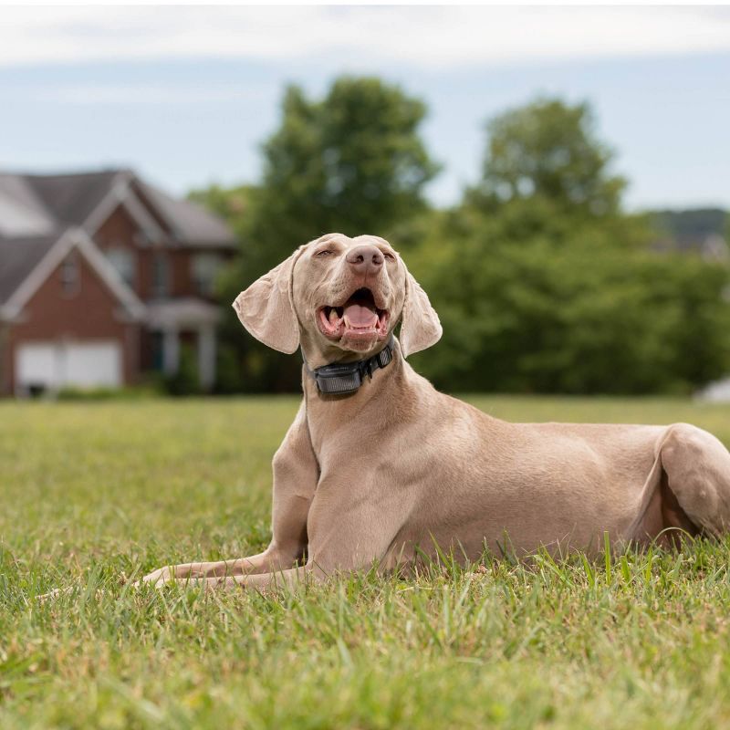 Crowded Coop, LLC Star Trek "To Boldly Go" 6ft. Dog Leash
