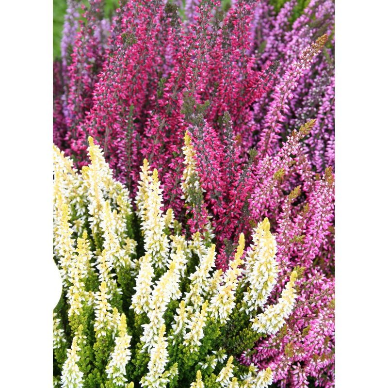 4" Calluna Heather Plant with White Blooms 3pk - National Plant Network