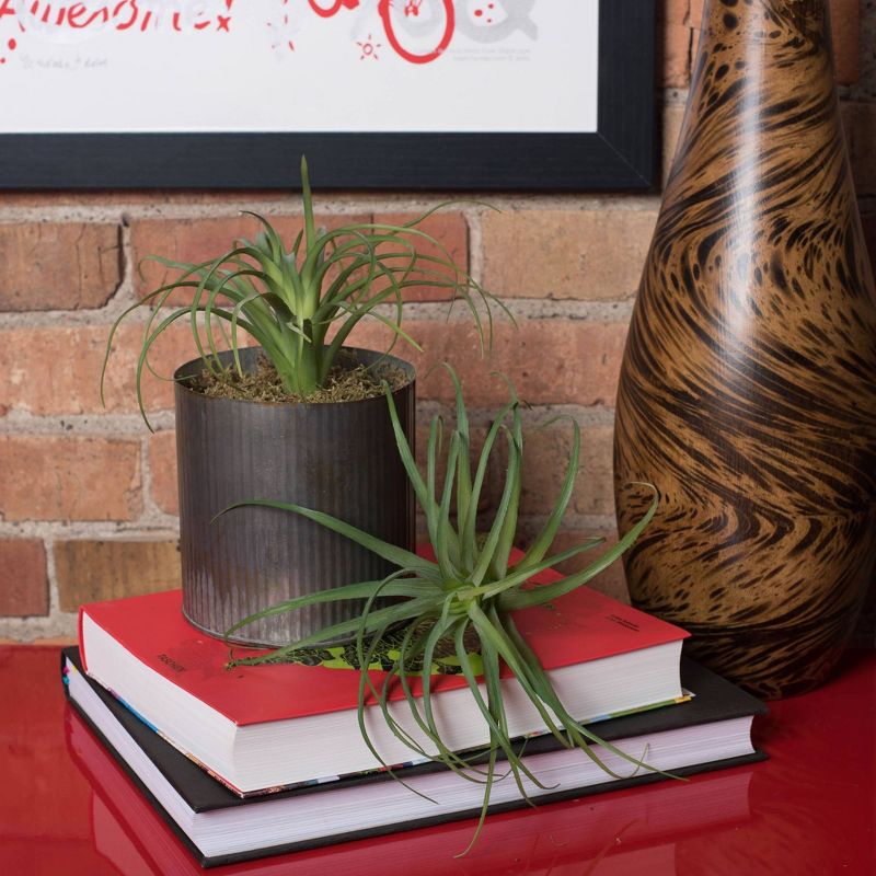 Artificial Plastic Grass 3/Bag Frosted - Vickerman