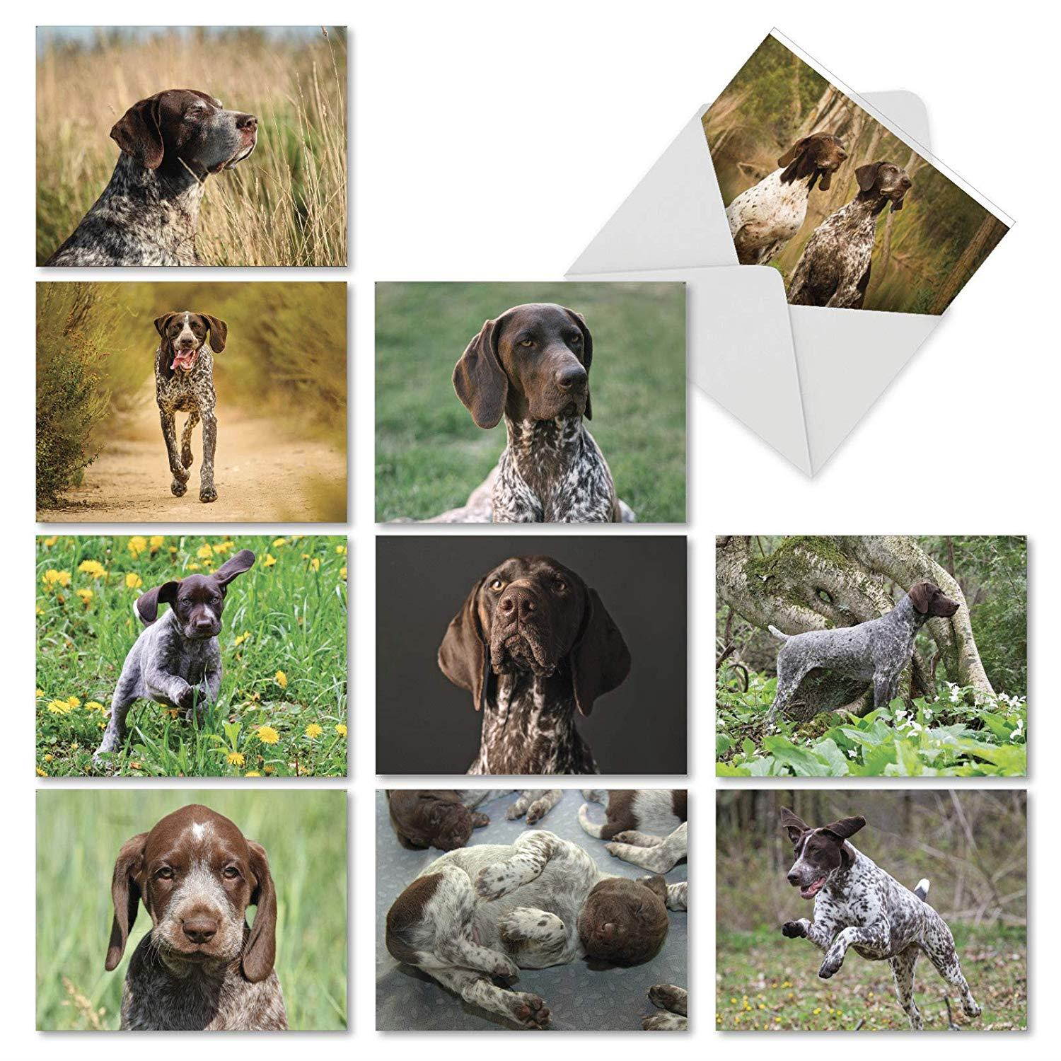 Playful Pointers - 10 Assorted Blank Note Cards with Envelopes (4" x 5-1/8") - Adorable German Shorthaired Dog Breed All-Occasion Greeting Cards - Puppy & Animal Notecard Stationery #AM6297OCB-B1x10