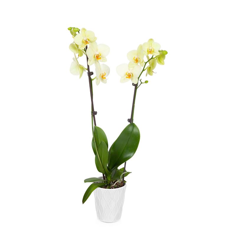 Just Add Ice 5" Yellow Orchid in Ceramic