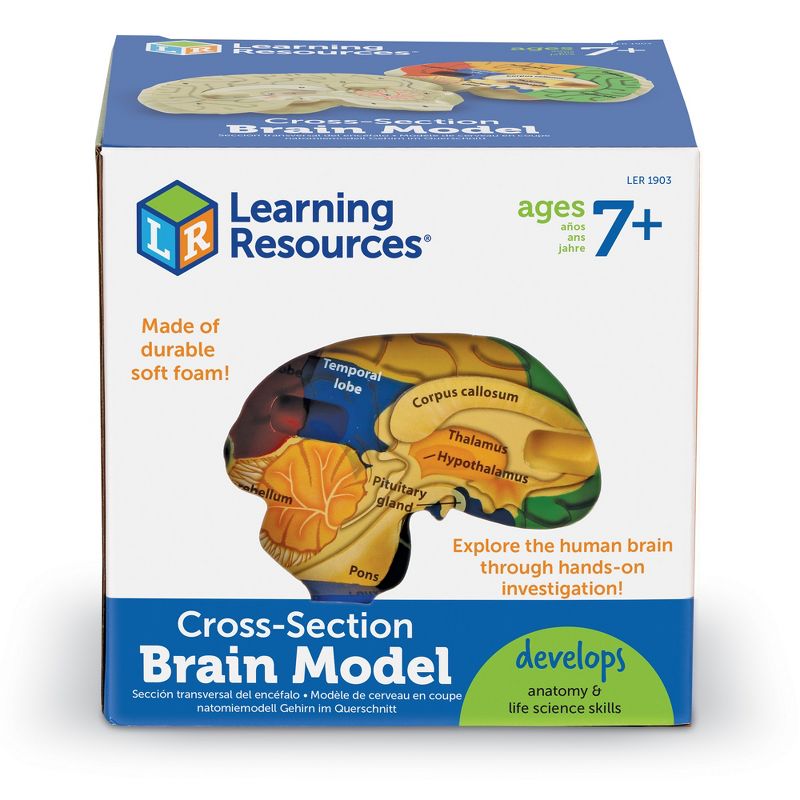 Learning Resources Cross-Section Brain Model, Ages 7+