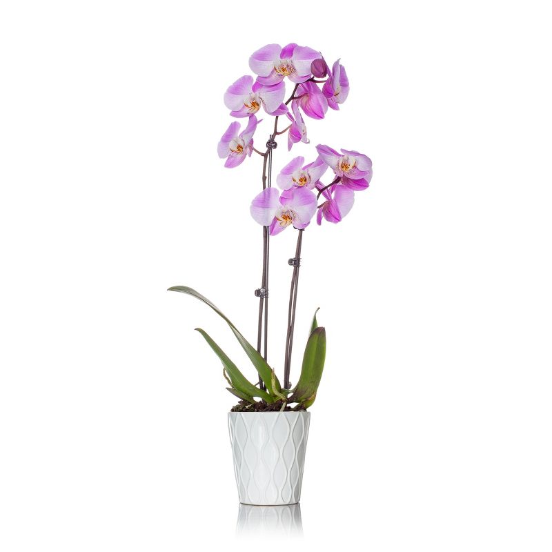 Just Add Ice 5" Pink Orchid in Ceramic