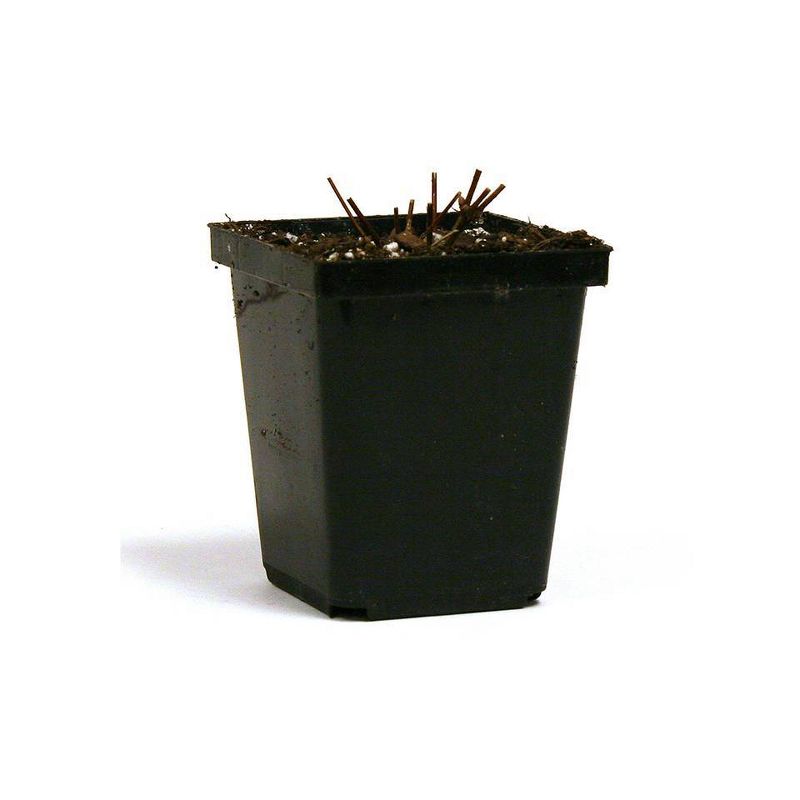 Van Zyverden Clematis Jackmanii Plant