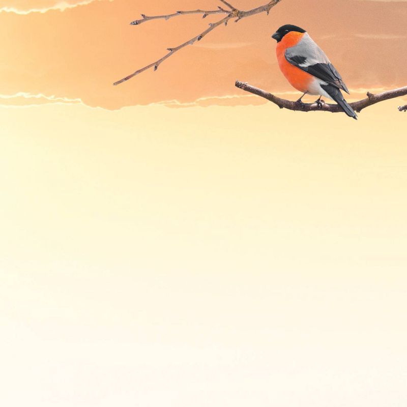 80ct Fall Birdies Letterhead