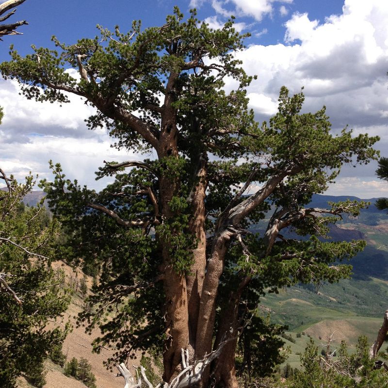 2pk Whitebark Pine Tree Seed Grow Kit - The Jonsteen Company