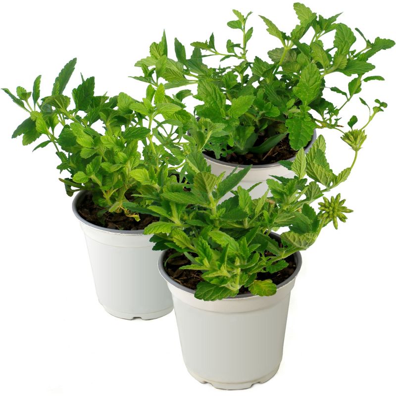 Burpee 3pc Lucky Star Red Pentas - National Plant Network