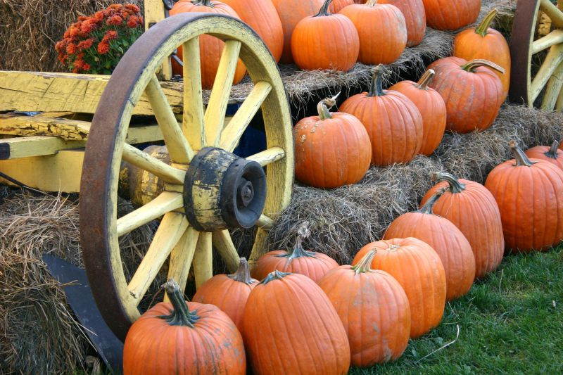 Thanksgiving Greeting Cards - Autumn's Bounty - AB100. Greeting Cards with an Image of a Wagon Loaded with Pumpkins. Box Set has 25 Greeting Cards and 26 Pumpkin Orange Colored Envelopes.