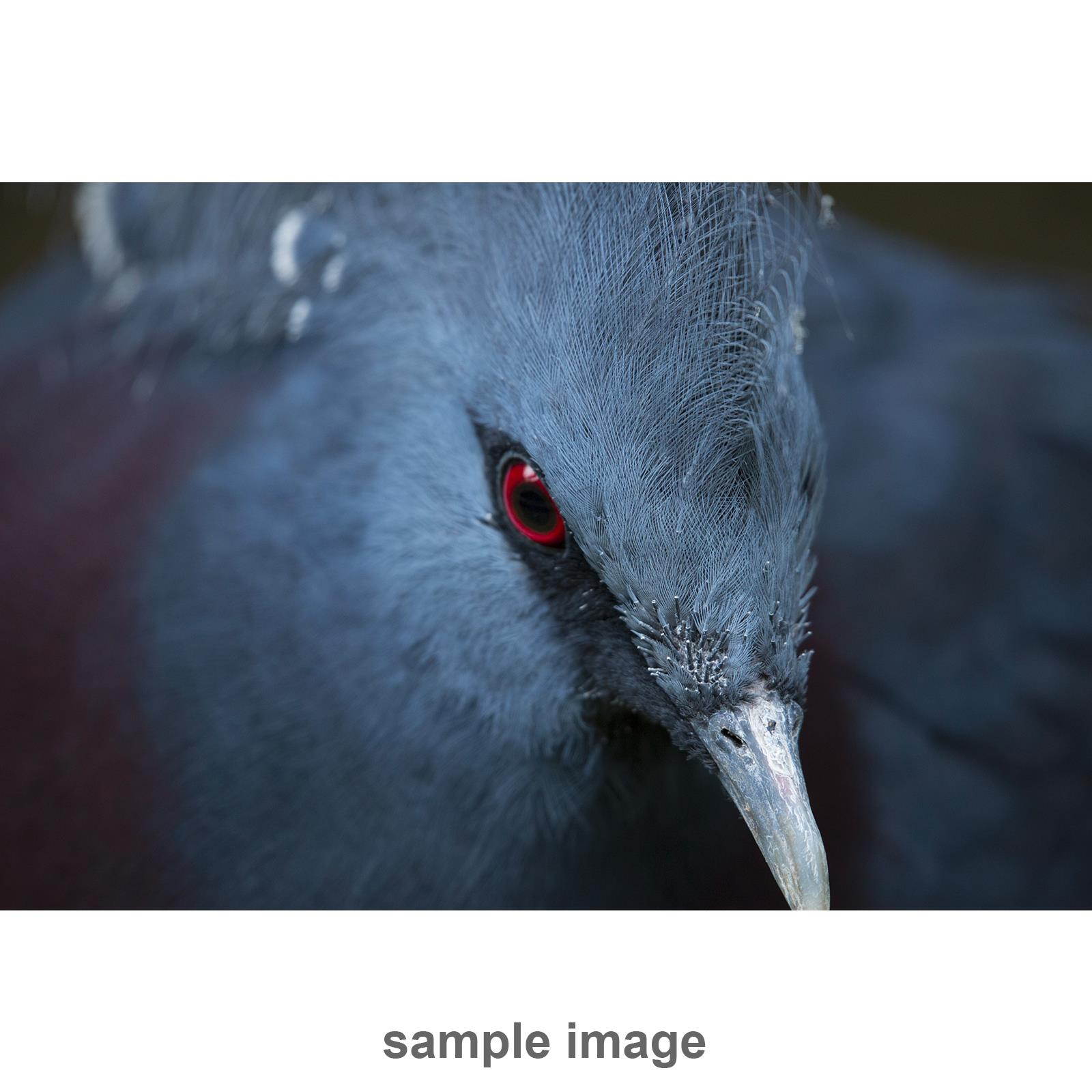 Tamron 100-400mm F4.5-6.3 Di VC USD Lens for Nikon AFA035N-700