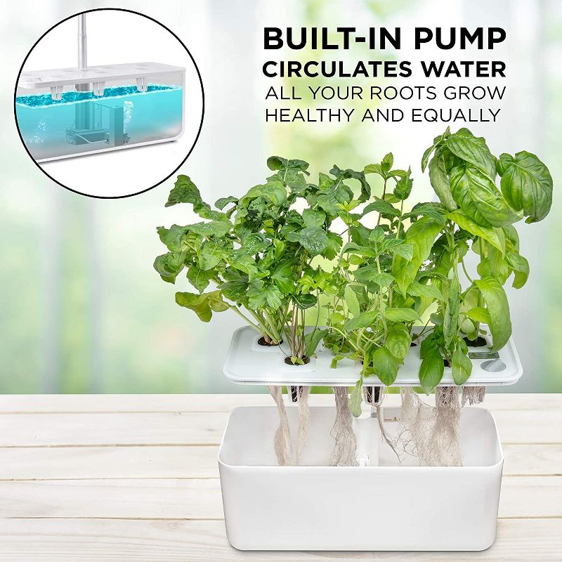 Van Zyverden Roses Mikado Root Stock