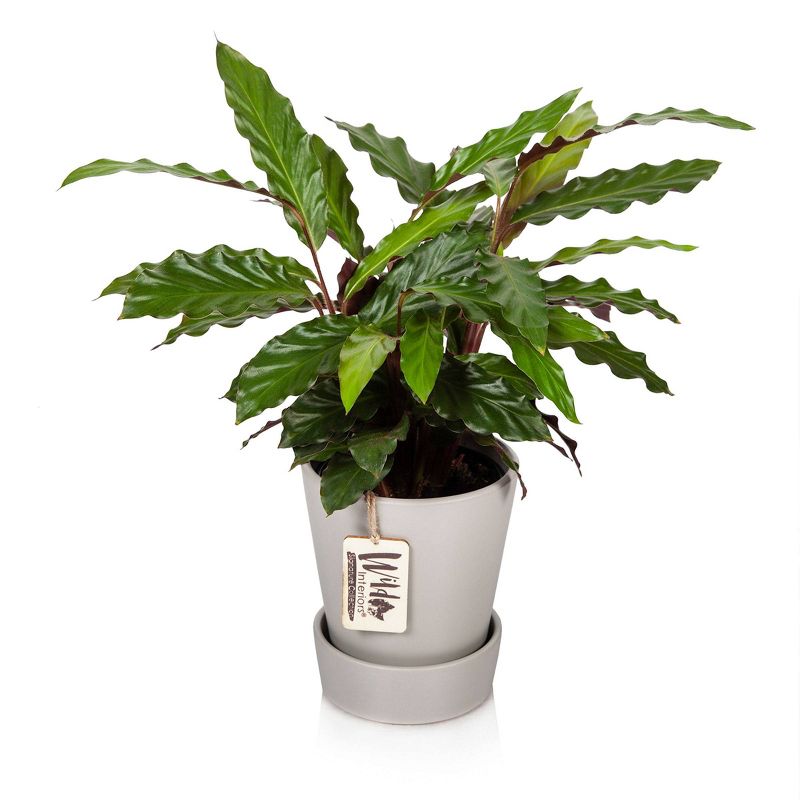 Wild Interiors 5" Calathea Signature Foliage in Ceramic