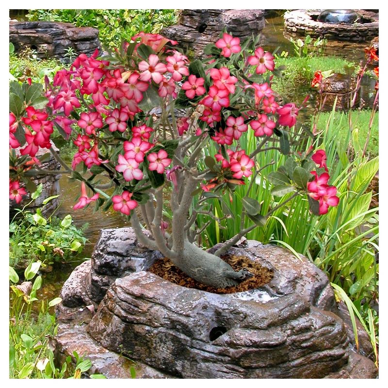 Desert Rose'  1pc - National Plant Network -  Indoor Plant Or U.S.D.A. Hardiness Zones 10 - 11
