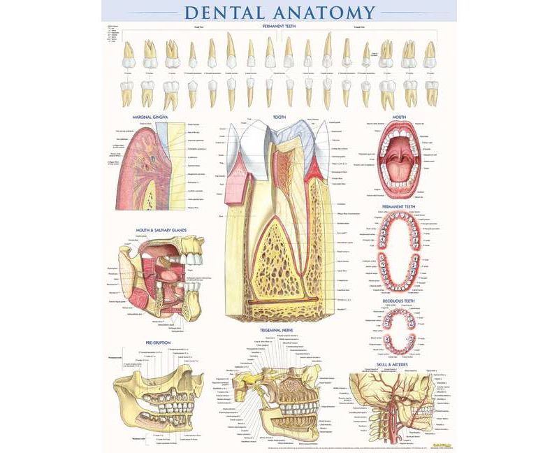 Dental Anatomy Poster (22 X 28 Inches) - Laminated - by  Vincent Perez