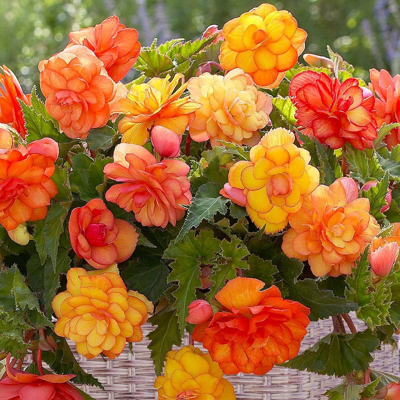 Van Zyverden Begonia Golden Balcony Patio Kit Decorative Rattan Planter and Bulbs