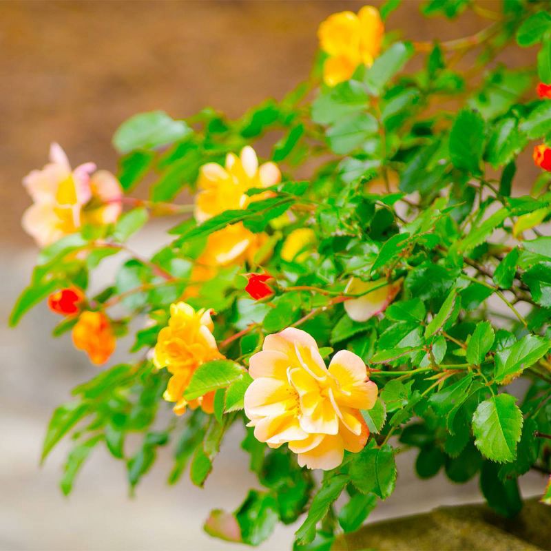 Van Zyverden Roses Julia Child Root Stock