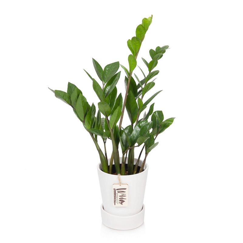 Wild Interiors 5" ZZ Signature Foliage in Ceramic