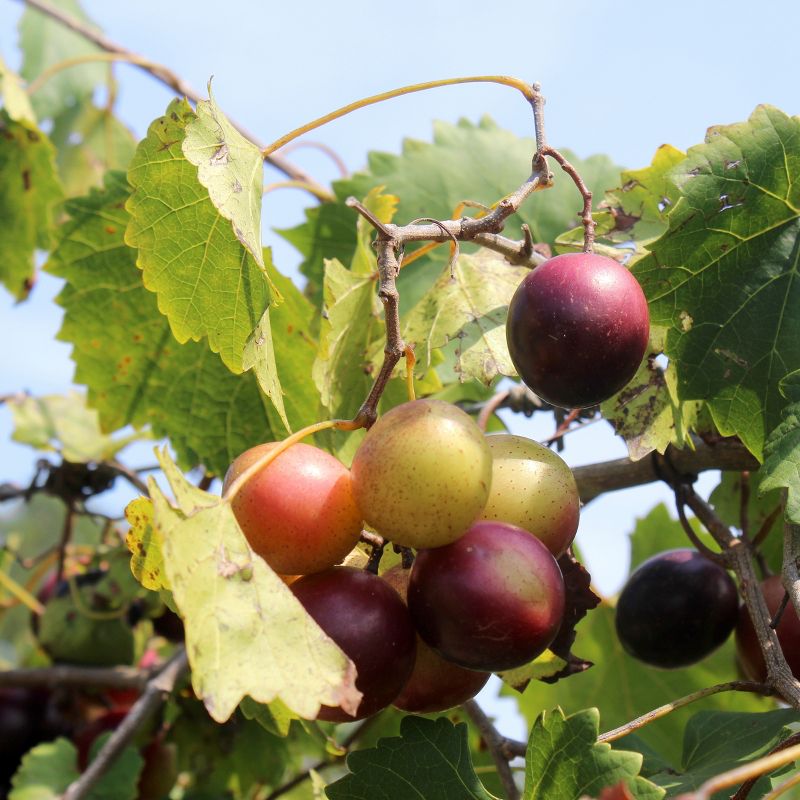 1pc Grape Muscadine Cowart - National Plant Network