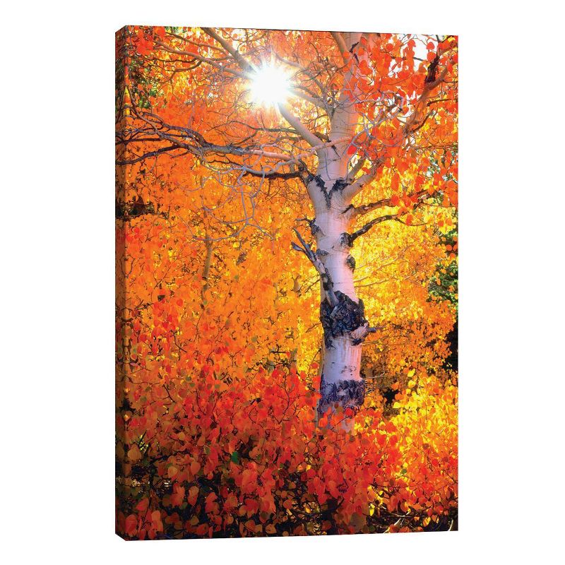 Colorful Aspen Tree In Autumn Sierra Nevada California USA by Christopher Talbot Frank Unframed Wall Canvas - iCanvas