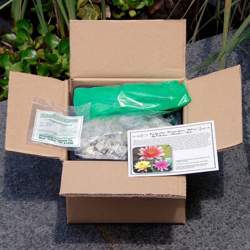 Van Zyverden Premium Series Water Lily Joey Tomocik Kit