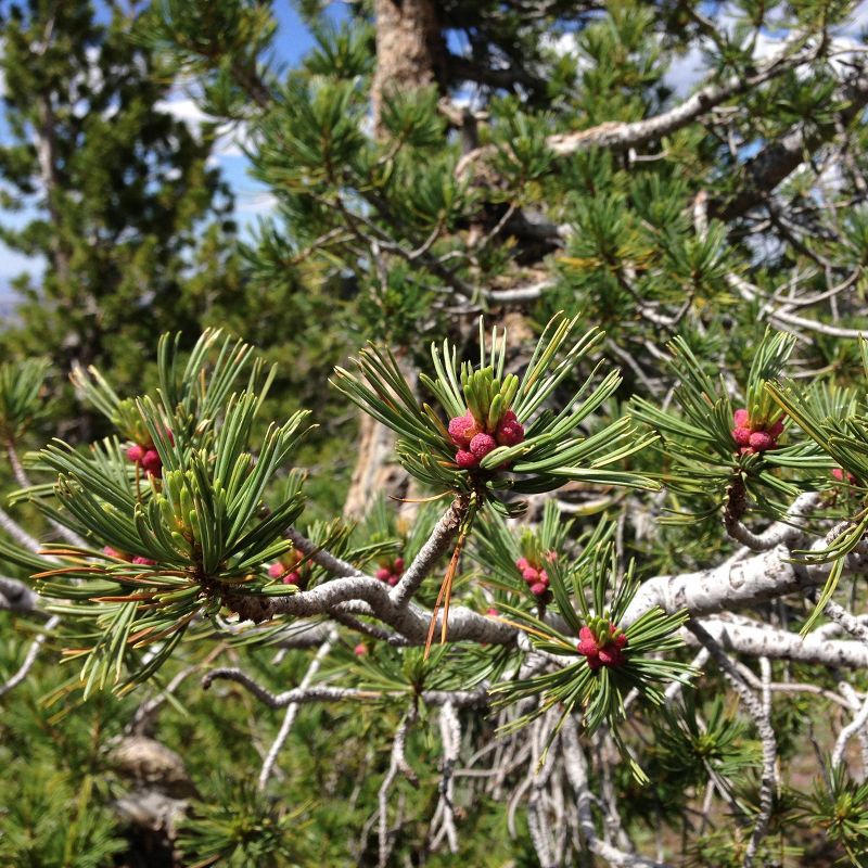 2pk Whitebark Pine Tree Seed Grow Kit - The Jonsteen Company