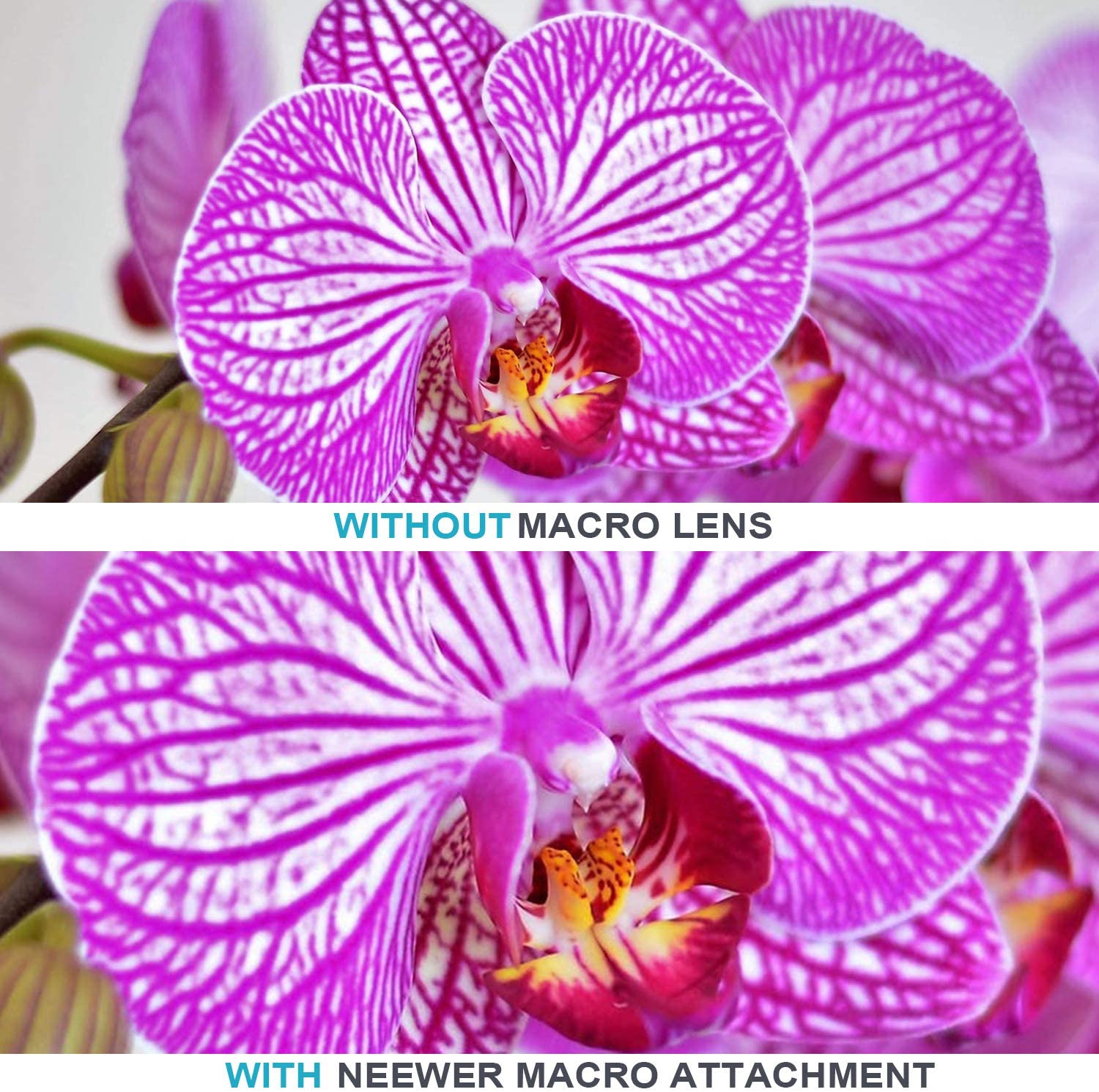 Neewer 52MM 0.43X HD Wide Angle Lens with Macro Close-Up Portion Lens No Distortion Digital High Definition for Nikon D7100 D7000 D5200 D5100 D5000 D3300 D3200 D3000 D90 D80 DSLR Cameras