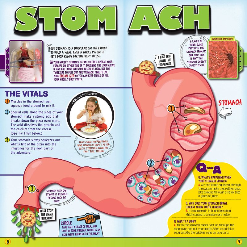 Squishy Human Body Anatomy Kit
