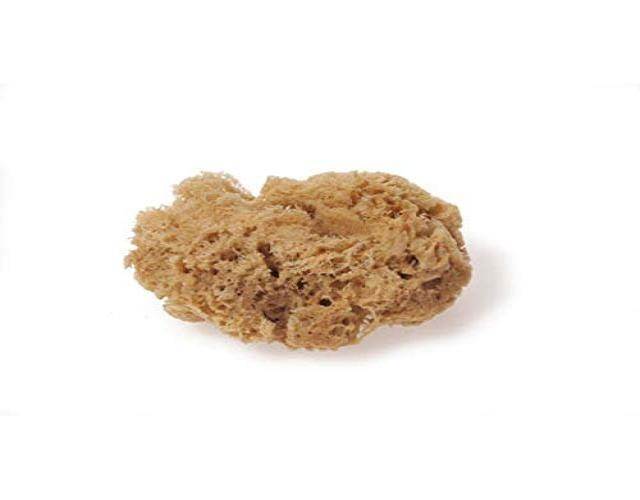 Darice Medium Sea Wool Sponge - Natural - 2.5 to 3"