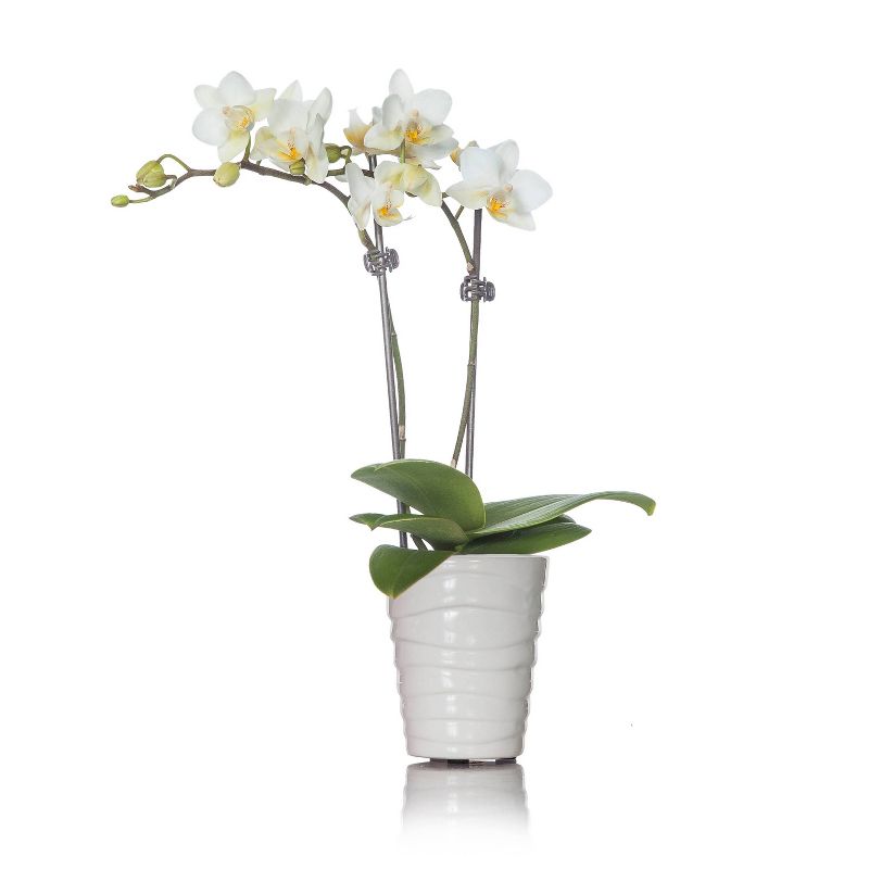 Just Add Ice 2.5" White Orchid in Ceramic