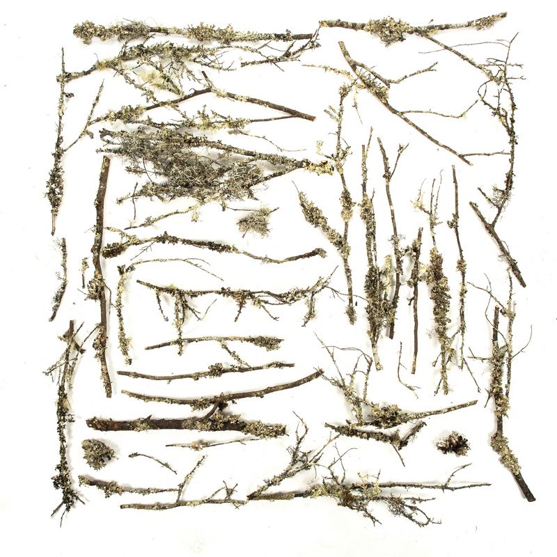 Vickerman Natural Curly Lichen Branches, bulk, Dried