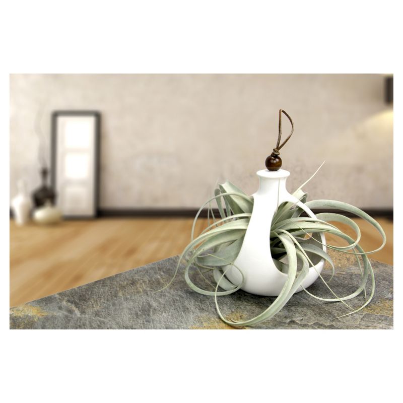 Live Exotic Living Xerographica Air Plant In Decorative Hanging Container - Livetrends Design