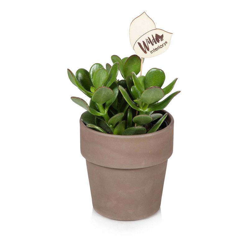 Wild Interiors 5" Crassula Succulent in Terra Cotta
