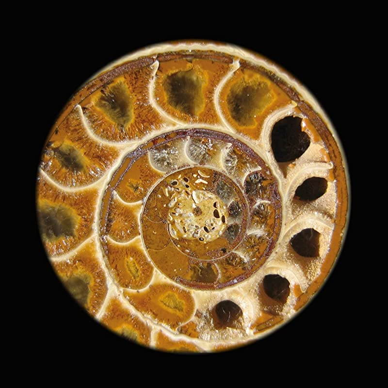 S306-20-2L 20X/40X/80X Magnification Forward Mounted 360&deg; Rotatable Binocular Stereo Microscope, Wide-field 10X and 20X Eyepieces, Upper and Lower LED Lighting,Reversible Black/White Stage Plate