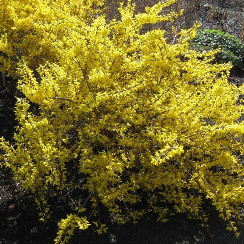 3ct Forsythia Magical Gold 4" Potted Rocketliners Plants - Van Zyverden