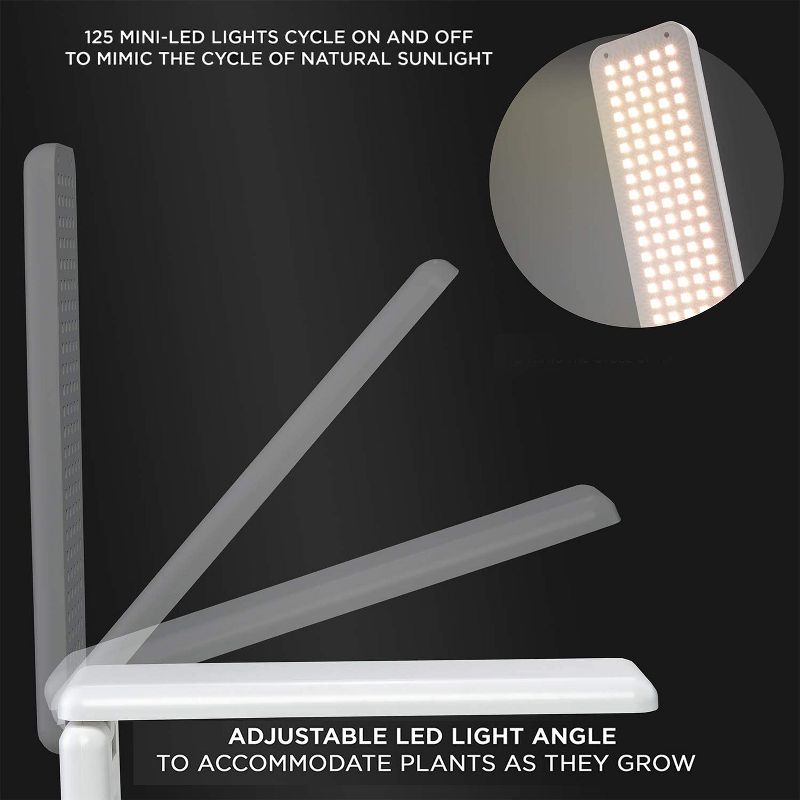 Van Zyverden Roses Mikado Root Stock