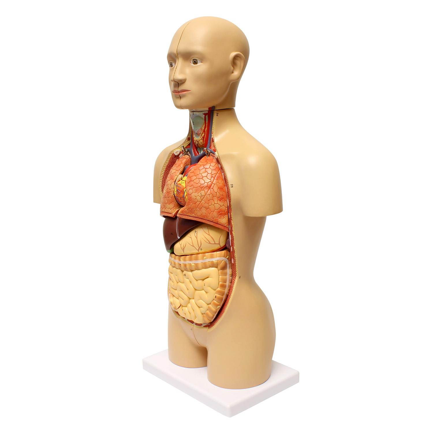 MonMed | Human Torso Model &ndash; 17&rdquo; Inch Human Body Model Removable Organs