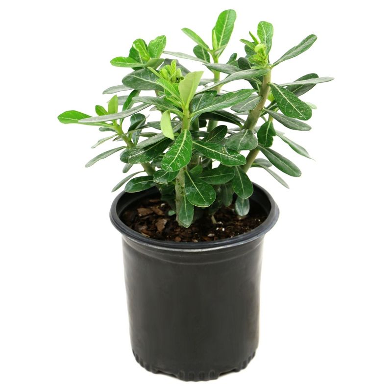 Desert Rose'  1pc - National Plant Network -  Indoor Plant Or U.S.D.A. Hardiness Zones 10 - 11