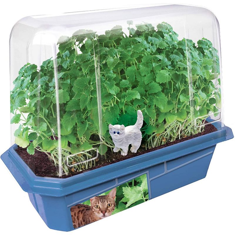 Toys By Nature Miniture World Terrariums - Crazy Cat Plant, Catnip